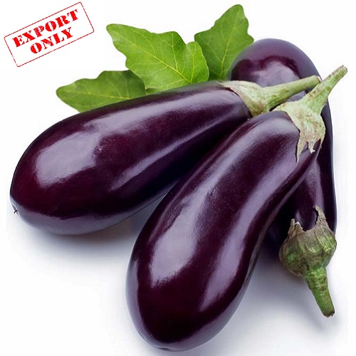 Eggplant-or-Brinjal- বেগুন